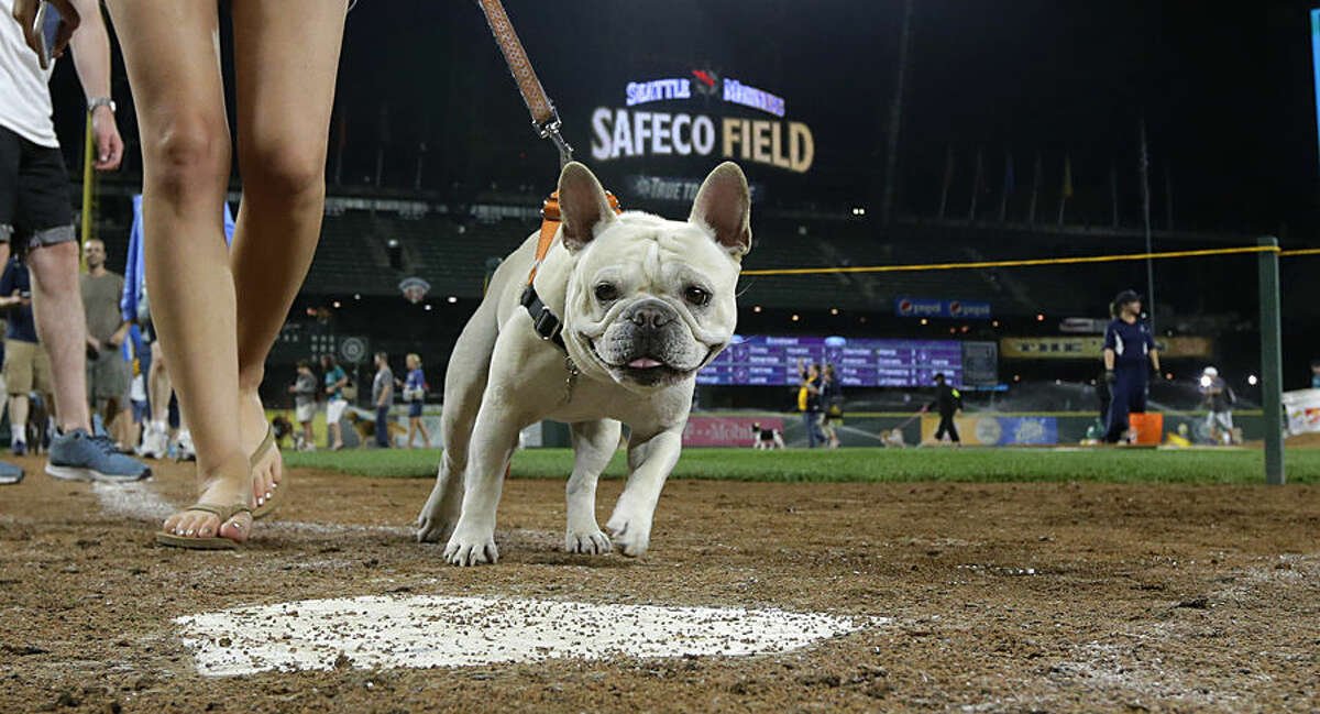 Dogs and their owners walk on the field for Bark in the Park' after a  baseball game between the Seattle Mariners and the Oakland Athletics,  Thursday, May 25, 2023, in Seattle. Fans