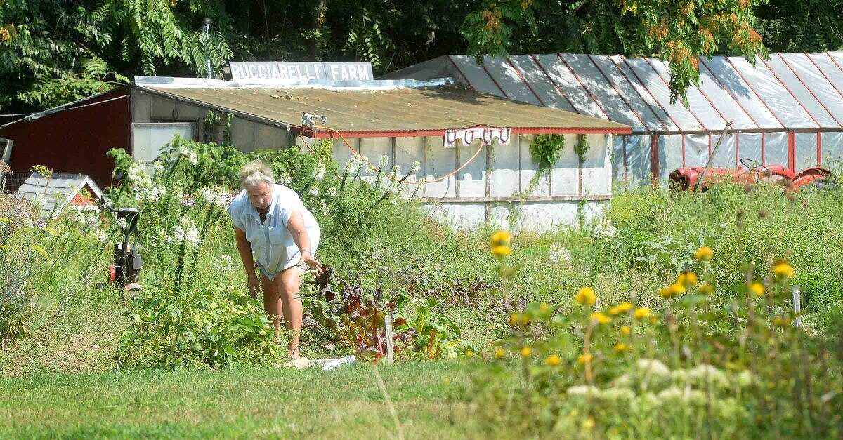 Hour Photo/Alex von Kleydorff Donna Benz gets to wark picking vegetables in the garden at Bucciarelli farm in Norwalk Monday