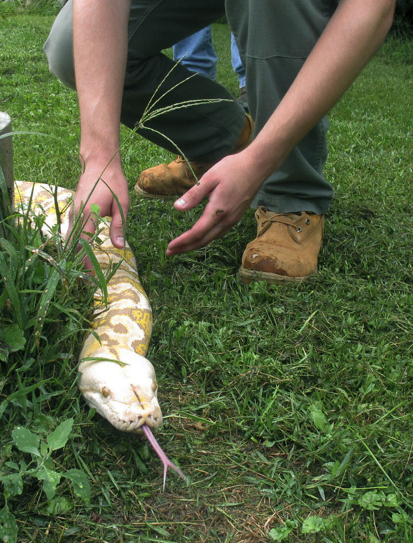 2 homeless pythons given to Vermont man headed to sanctuary