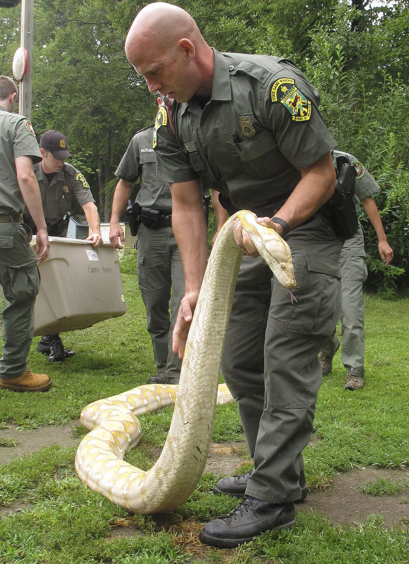 2 homeless pythons given to Vermont man headed to sanctuary