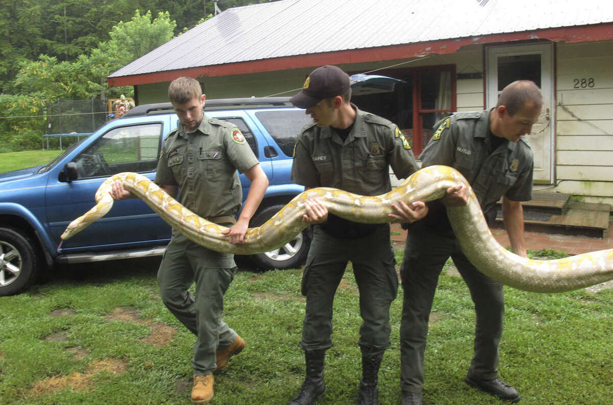 2 homeless pythons given to Vermont man headed to sanctuary