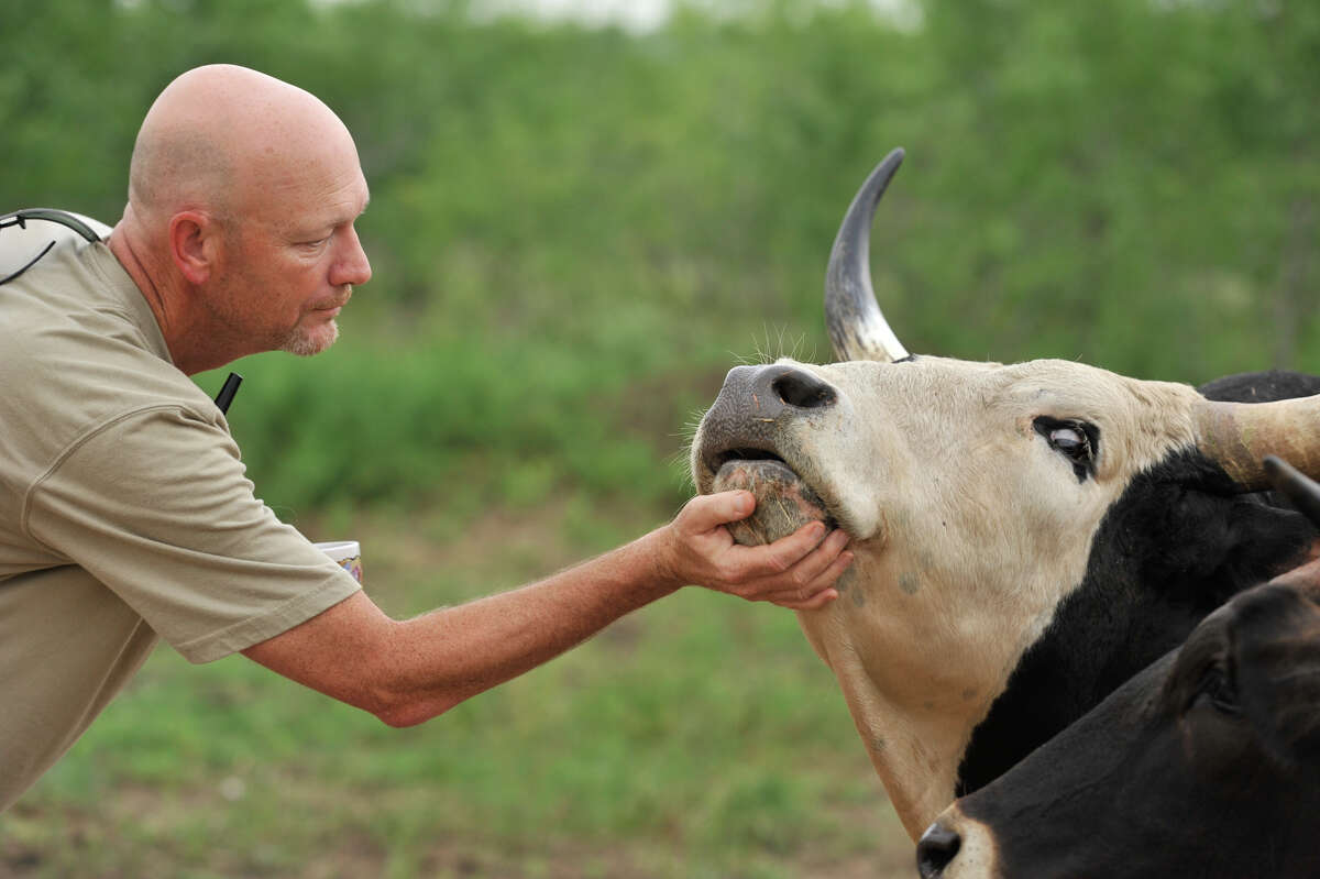Doug Havemann scratches the chin of “Jack,” one of two breeding bulls at his Mesquite Field Farm in Nixon.