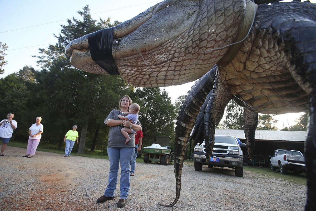 Hunters snag 1Kpound alligator, an Alabama record