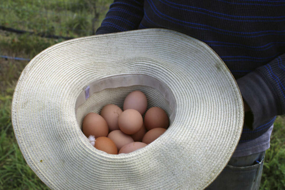 Photo by Frank Whitman Eggs in a straw hat at Sweet Acre Farm in Lebanon, Connecticut.
