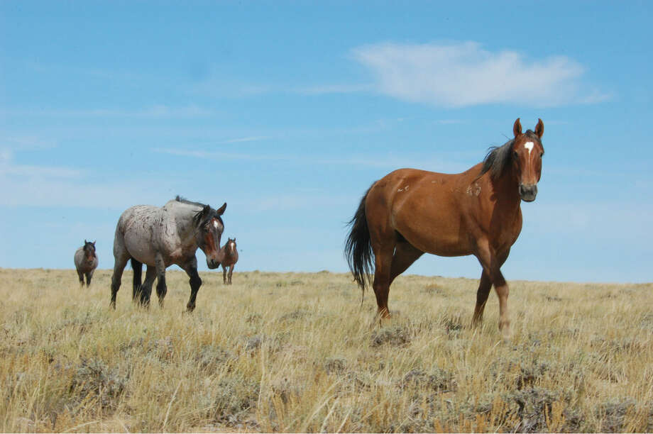 Friends of Animals at forefront of battle to protect wild horses The Hour