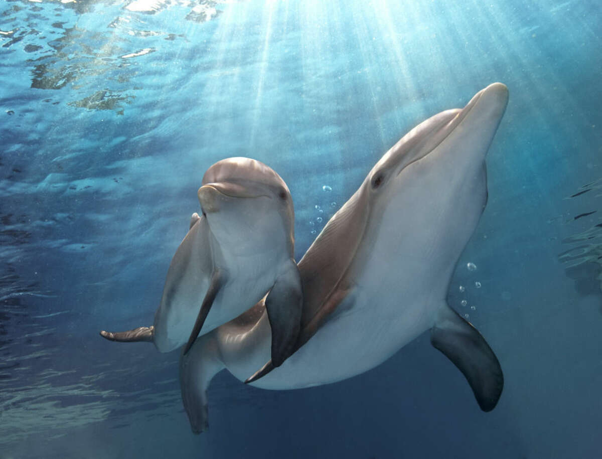 This photo released by Warner Bros. Pictures shows a scene from the film, "Dolphin Tale 2." The film releases on Sept. 12, 2014. (AP Photo/Warner Bros. Pictures, Copyright Alcon Entertainment, LLC, Bob Talbot)