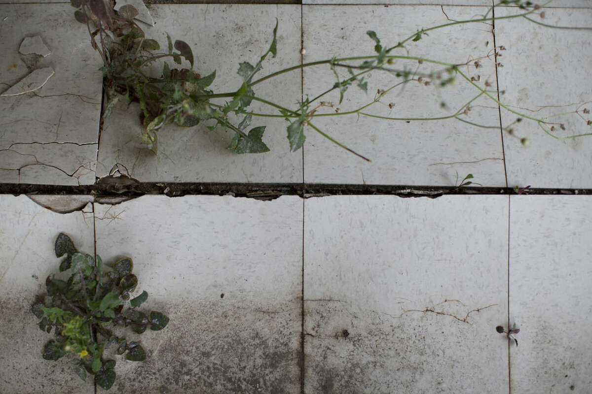 In this Sept. 5, 2014 photo, plants grow through tiles on a damaged floor as Gary Silberman guides reporters on a tour of his parent's home that was destroyed by Superstorm Sandy in Lindenhurst, N.Y. After receiving nearly $17,000 in assistance from FEMA, the agency is demanding a return on the funds. (AP Photo/John Minchillo)