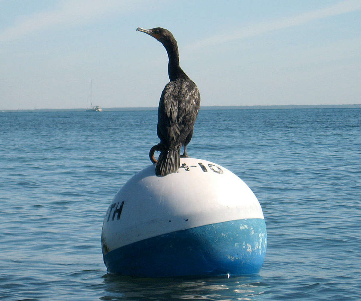 Photo by David Park A cormorant sits on a buoy off the coast of Martha's Vineyard.