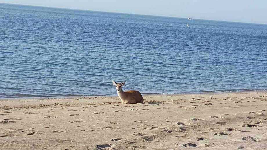 Image result for fawn on the shore