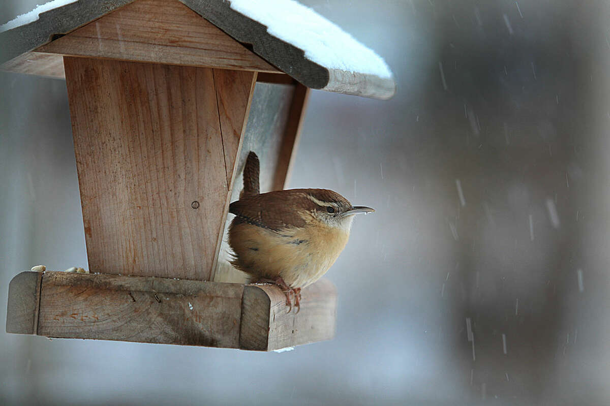 Photo by Chris Bosak A Carolina Wren visits a feeder during a snow storm in New England, winter 2013-14.