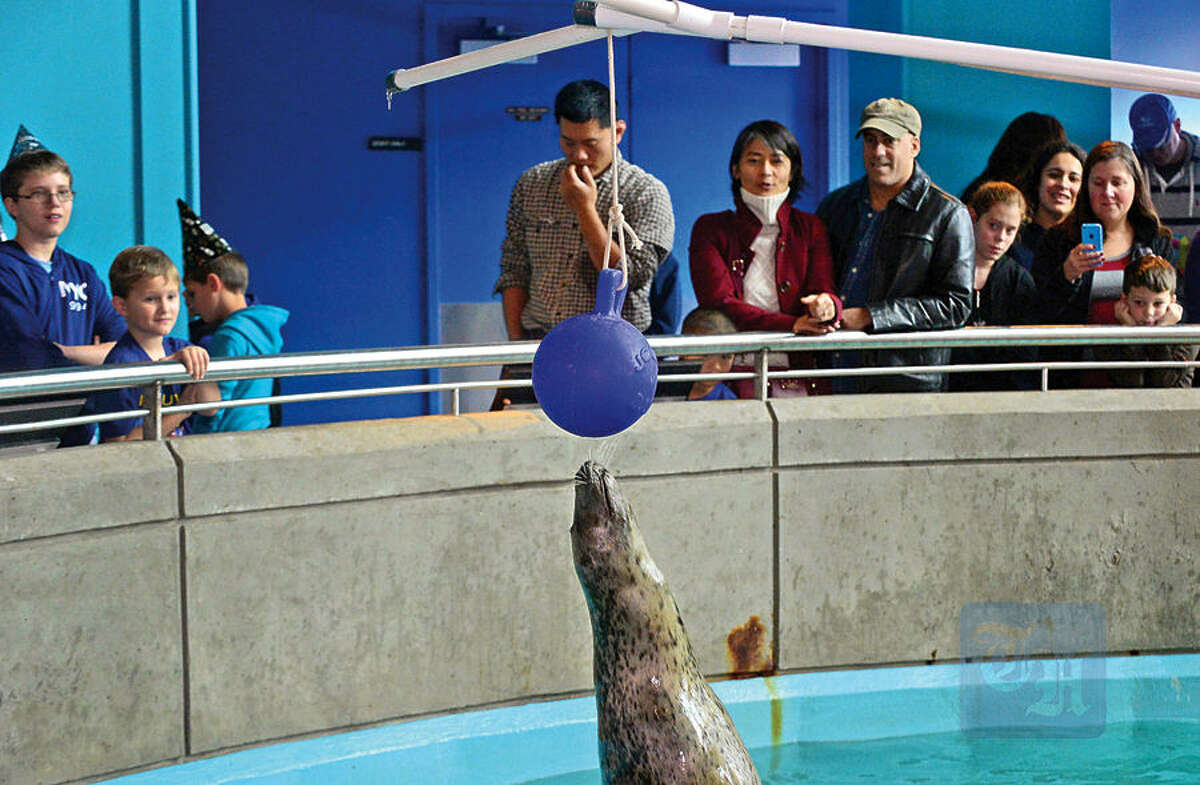 Hour photo / Erik Trautmann Visitors to the Maritime Aquarium watch as Tillie the Harbor Seal touches a ball as part of the Aquarium's special countdown and ball drop celebration, Noon Year's Eve, during the regularly scheduled noon feeding Thursday.