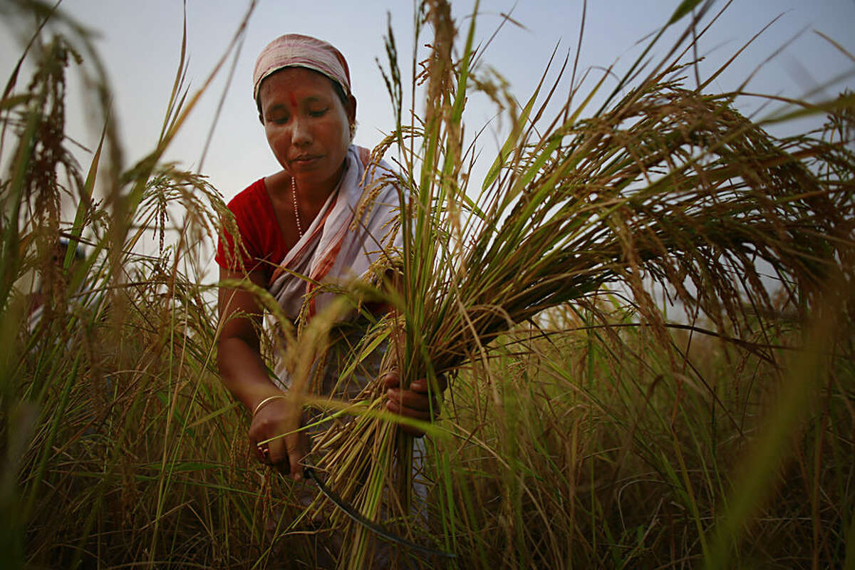 An Indian woman harvests paddy in a paddy field on the outskirts of Gauhati, India, one of the world's largest grain exporters, Thursday, Nov. 13 2014. The United States and India said Thursday they had resolved a dispute over stockpiling of food by governments, clearing a major stumbling block to a deal to boost world trade. India had insisted on its right to subsidize grains under a national policy to support hundreds of millions of impoverished farmers and provide food security amid high inflation. The U.S. and others in the World Trade Organization, meanwhile, were more focused on ensuring their food exporters weren't disadvantaged by the possibility of surplus Indian grain flooding the world market. (AP Photo/Anupam Nath)