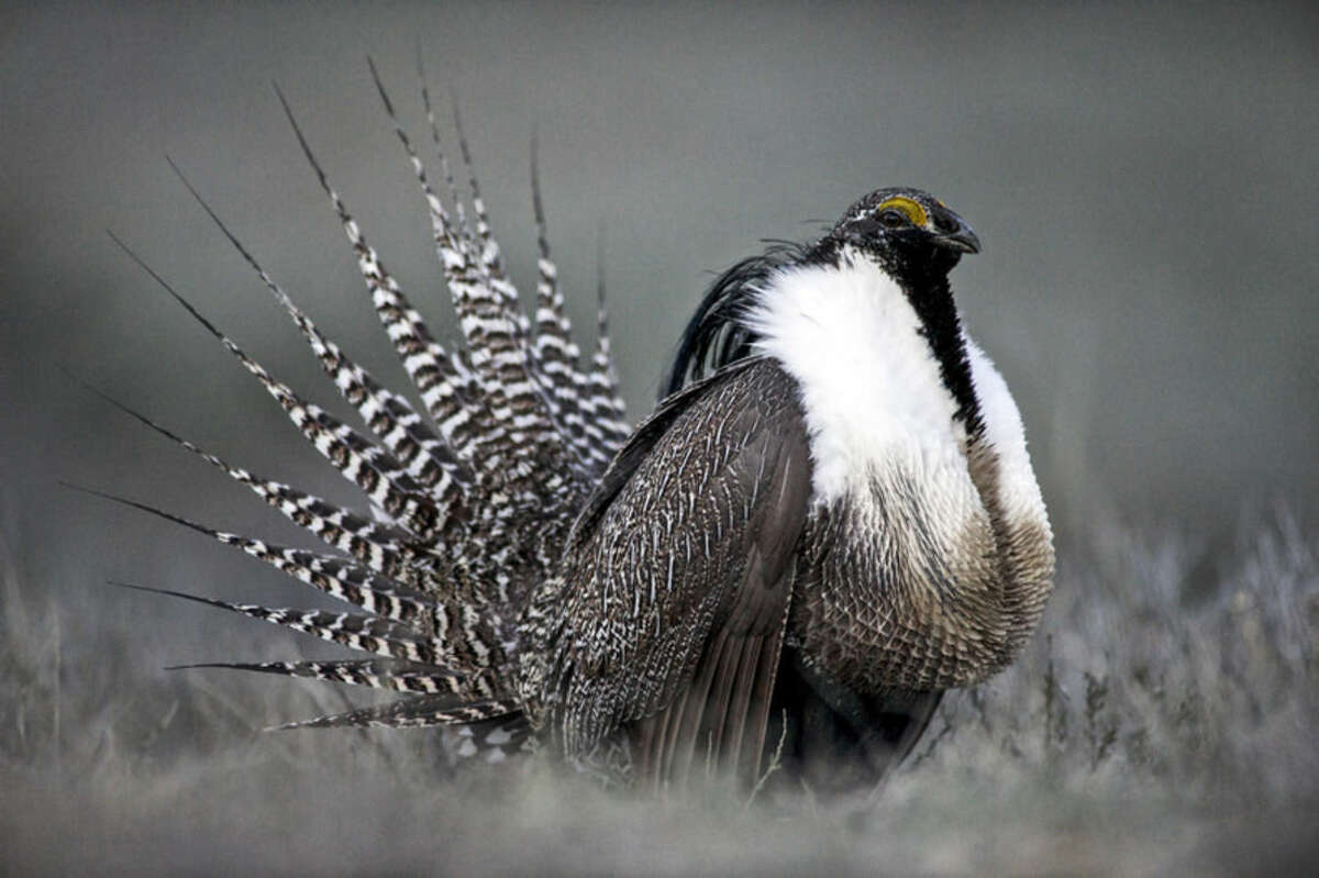 FILE - This April 2014 photo provided by Colorado Parks and Wildlife shows a Gunnison sage grouse with tail feathers fanned near Gunnison, Colo. Federal officials are preparing to announce whether the Gunnison sage grouse will be protected under the Endangered Species Act, which could restrict oil and gas development and other land use in Colorado and Utah. (AP Photo/Colorado Parks and Wildlife, Dave Showalter, File(
