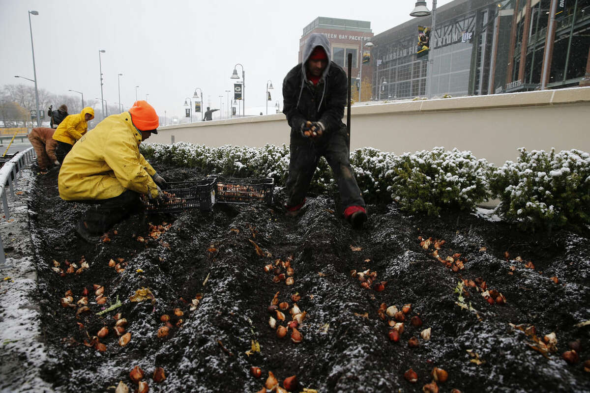 Workers of Heath Firms, from Coloma, Wis., plant tulips and work on holiday decorations at Lambeau Field, Monday, Nov. 10, 2014, in Green Bay, Wis. A frigid blast of air is moving into the mainland U.S. thanks to a powerful storm that hit Alaska with hurricane-force winds over the weekend. Residents in the Upper Midwest are bracing for heavy snow and temperatures plunging across numerous states. (AP Photo/Kiichiro Sato)