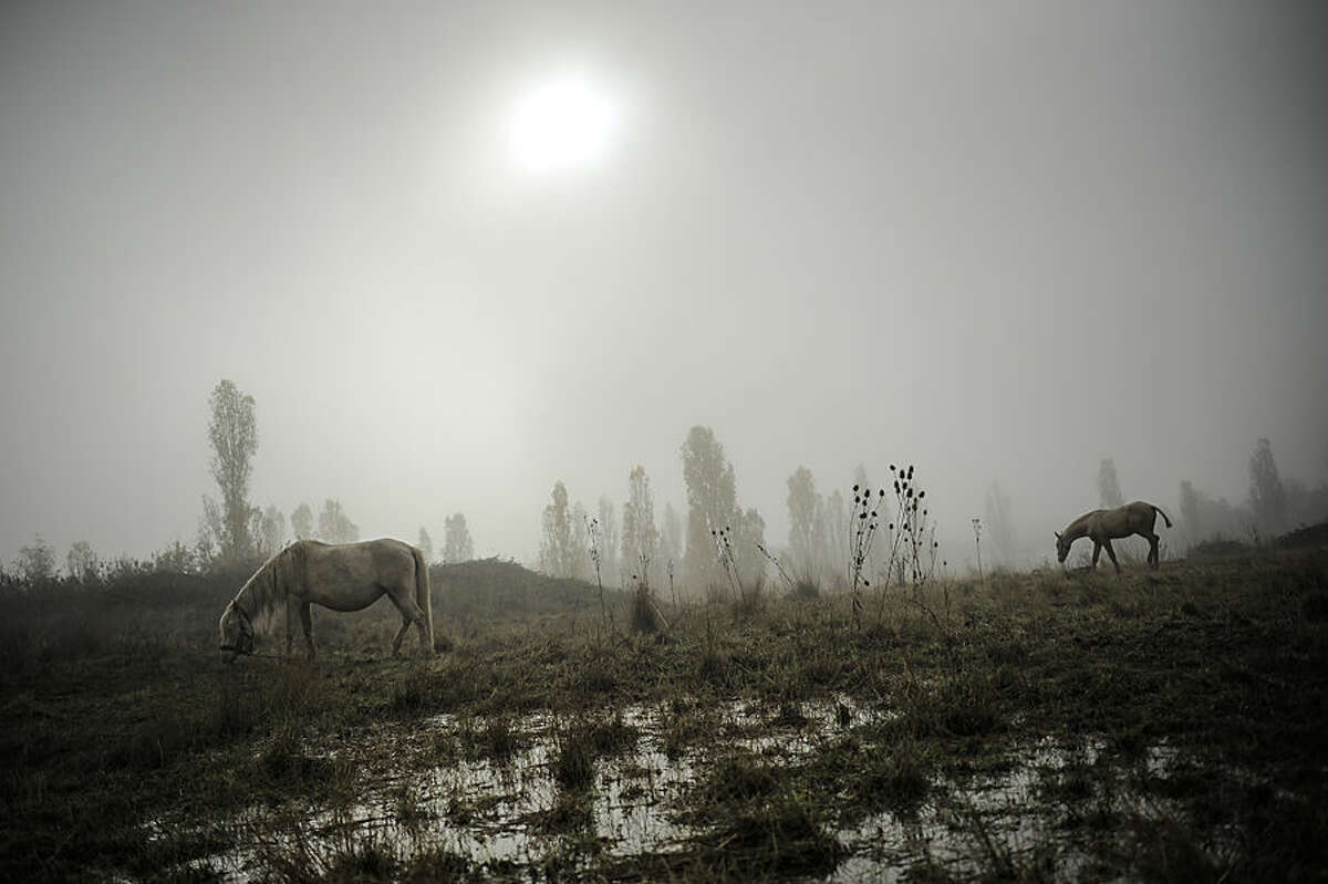 A foal, right, walks on the land next to a mare as fog covers the landscape on an autumn sunrise in Ezquiroz, near to Pamplona northern Spain, Tuesday, Nov. 18, 2014. The autumn season paints the landscape with his brilliant colors and make a special atmosphere with the fog. (AP Photo/Alvaro Barrientos)