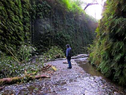 As Crowds Diminish Prairie Creek Redwoods Stands Tall