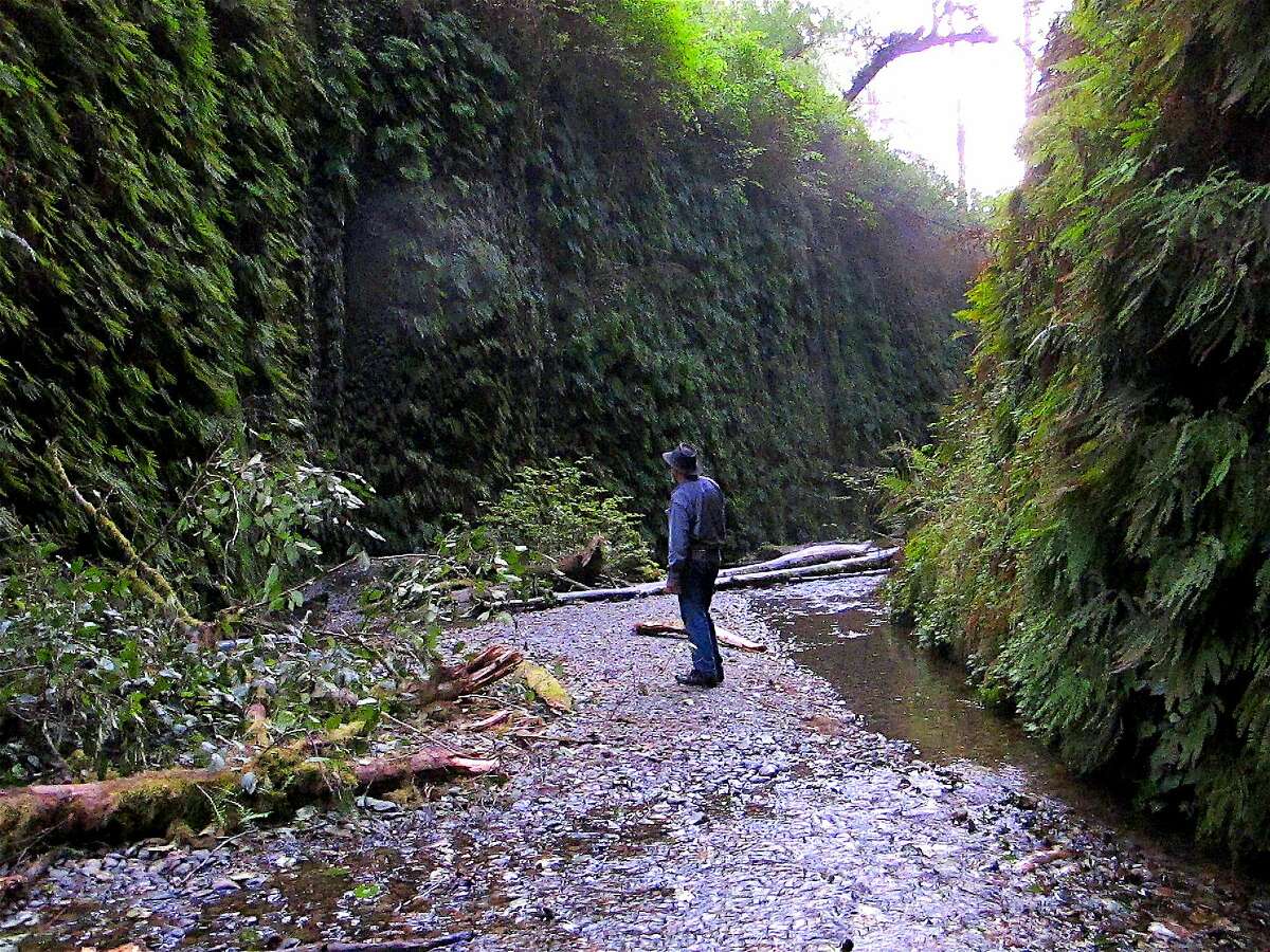 Chronicle outdoors writer Tom Stienstra contemplates Fern Canyon at Prairie Creek Redwoods State Park.