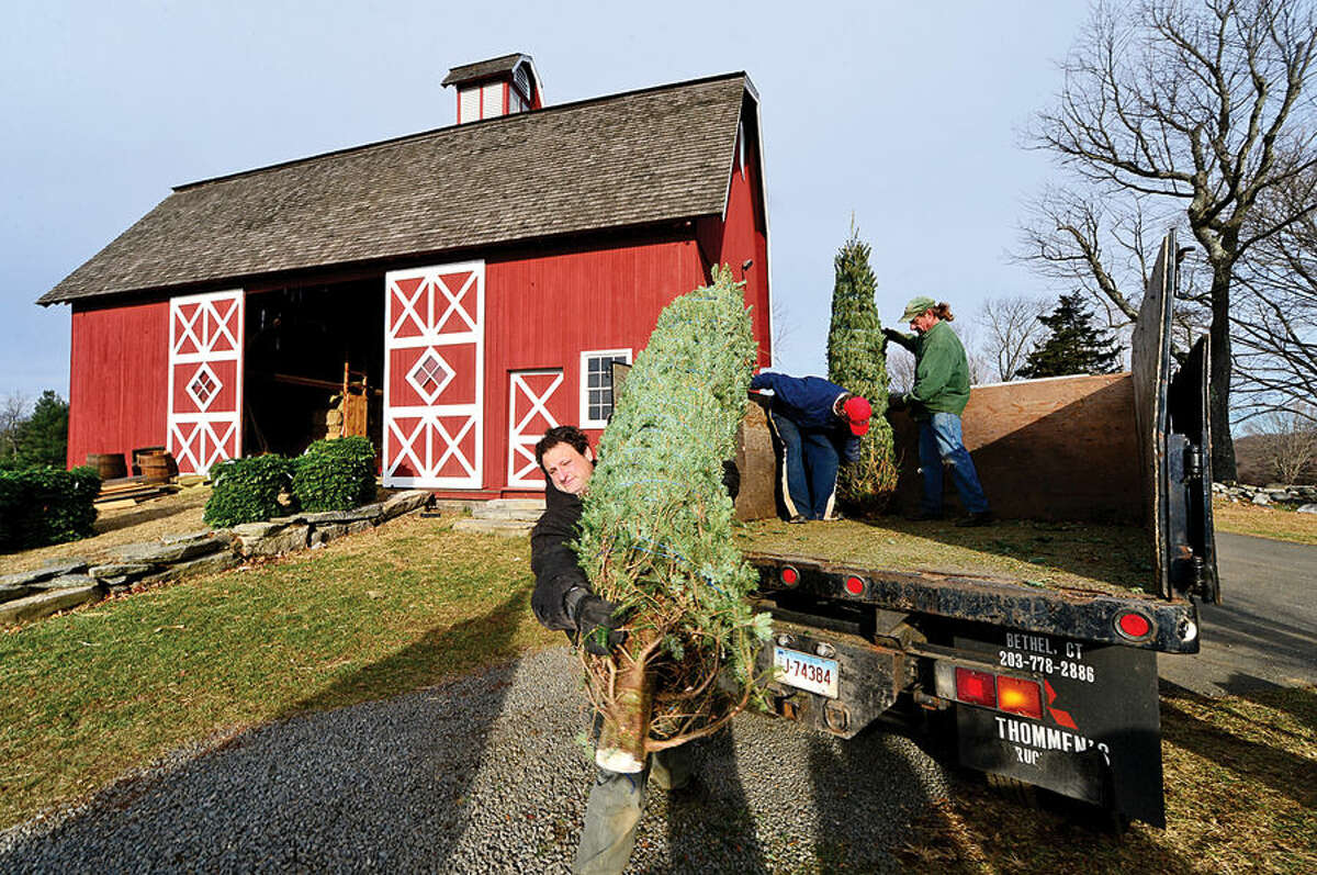 Workers with Ambler Farm, Lee Horticultural Services, Tall Trees Landscaping, Earthscapes and Wilton Lawn Services, including Ambler Director of Agricultural Jonathan KIrschner, unload nearly 400 Christmas trees and over 250 wreaths for the farm's annual Christmas tree sale.