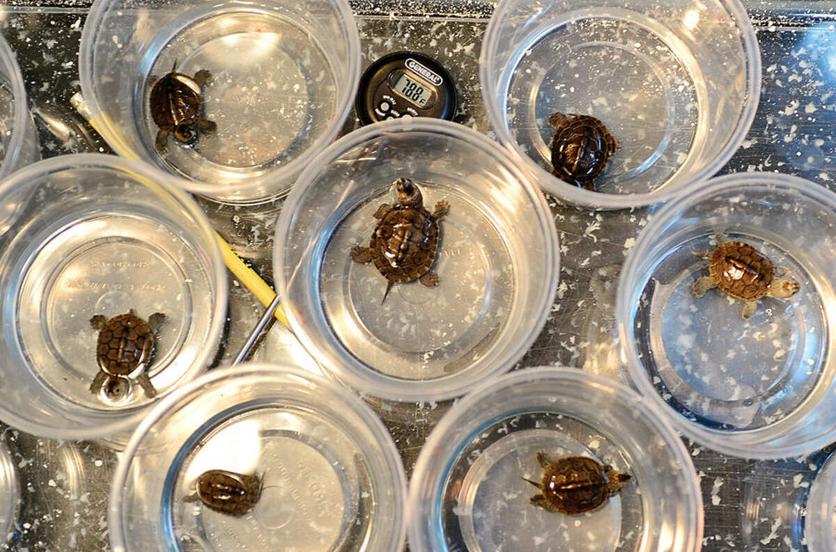 Hour photo / Erik Trautmann Soundwaters Coastal Educational Center received 22 Diamond Back Terrapin Turtles Wednesday that were seized by custom officials in Alaska as the turtles were headed for China.