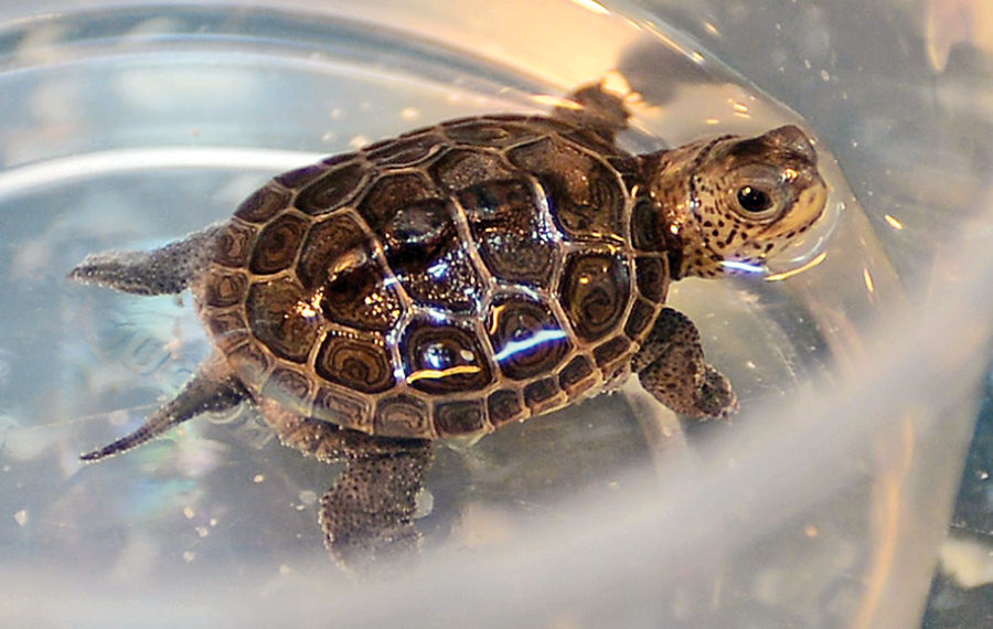 In Photos: Baby Terrapin Turtles