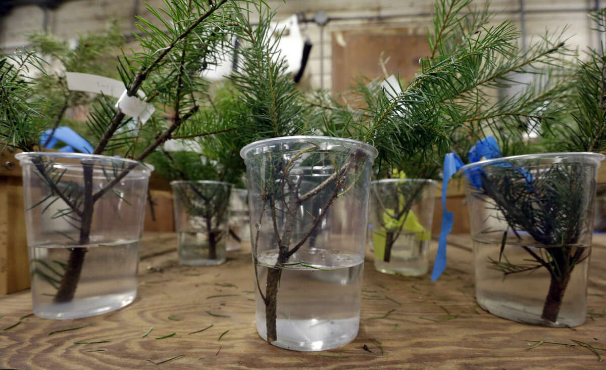 In this photo taken Tuesday, Dec. 23, 2014, cuttings from Douglas fir trees are suspended in water at a Washington State University research facility in Puyallup, Wash. Consumers consistently cite messiness as one of the most common reasons they don’t have a real tree, says the National Christmas Tree Association. (AP Photo/Elaine Thompson)