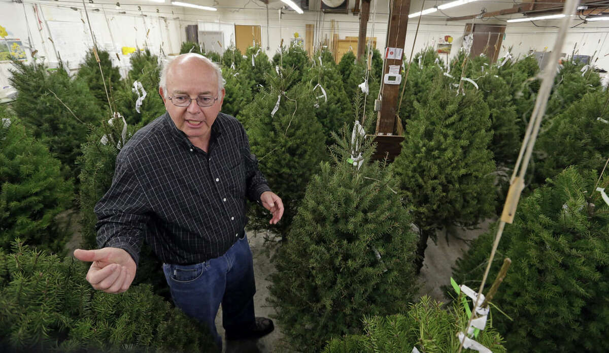 In this photo taken Tuesday, Dec. 23, 2014, Gary Chastagner, a Washington State University plant pathology professor, stands among trimmed Douglas fir trees suspended in a temperature and humidity-controlled room at a school research facility in Puyallup, Wash. Consumers consistently cite messiness as one of the most common reasons they don’t have a real tree, says the National Christmas Tree Association. (AP Photo/Elaine Thompson)
