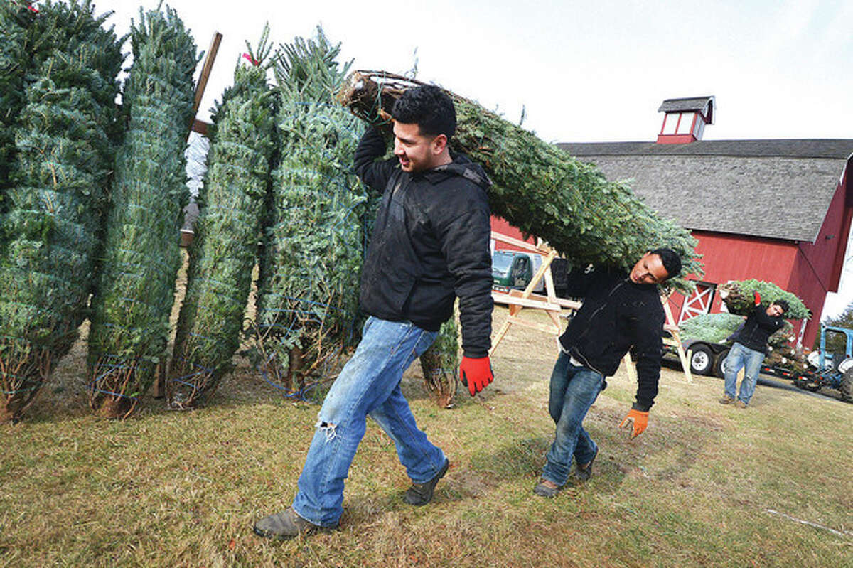 Hector Platero and Elvis J. Zavala with Tall Trees Landscaping carry a Fraser Fir tree to the stand as trees arrive from North Carolina and Nova Scotia for the Friends of Ambler Farm Annual Holiday Greens Sale.