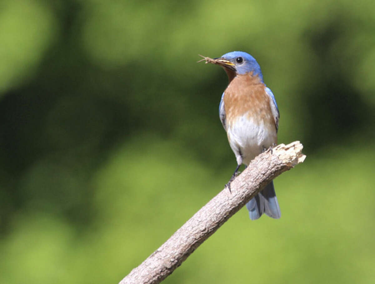 Eastern Bluebirds and thrush species in Florida, Real Estate