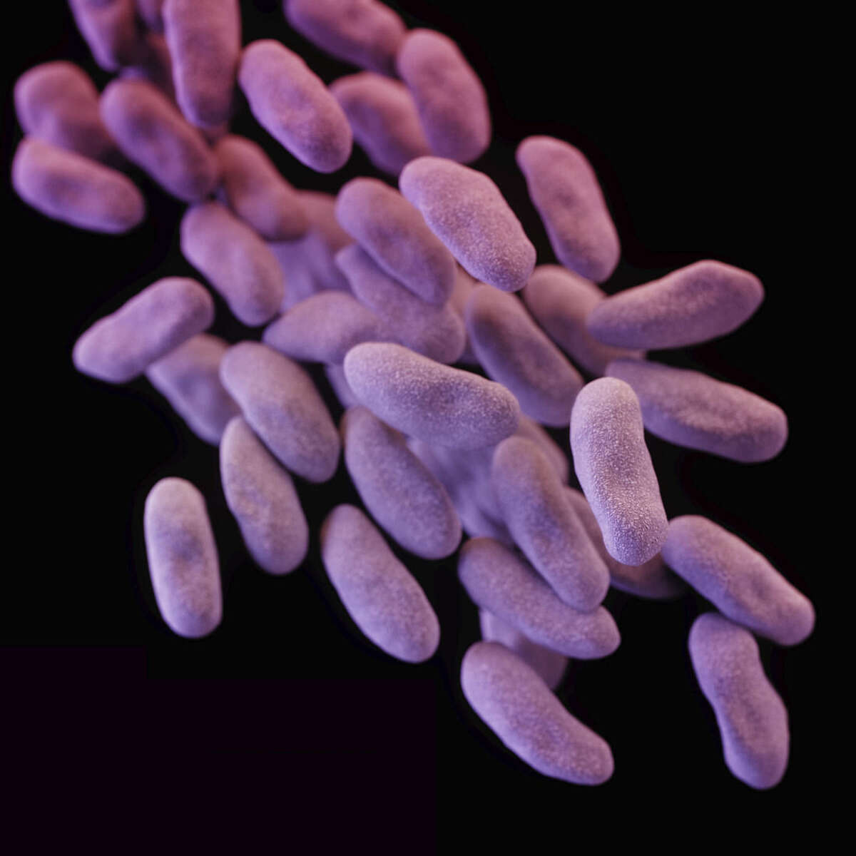 This illustration released by the Centers for Disease Control depicts a three-dimensional (3D) computer-generated image of a group of carbapenem-resistant Enterobacteriaceae bacteria. The artistic recreation was based upon scanning electron micrographic imagery. A potentially deadly "superbug" resistant to antibiotics infected seven patients, including two who died, and more than 100 others were exposed at a Southern California hospital through contaminated medical instruments, UCLA reported Wednesday Feb. 18, 2015. (AP Photo/Centers for Disease Control)