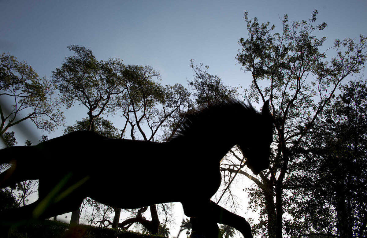 In this Feb. 4 , 2015 photo, a horse trots on the state-run Azucarero horse ranch in Artemisa, Cuba. Starting in 2005, Cuba began to import young Dutch Warmbloods then train them for competitive jumping before selling them at age 3. (AP Photo/Ramon Espinosa)