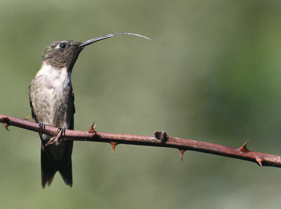 hummingbird tongue