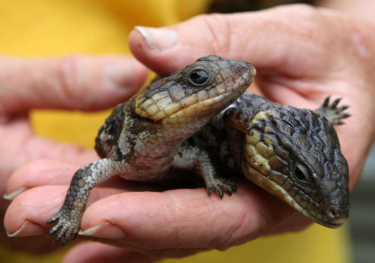PERTH, AUSTRALIA - APRIL 22: An unnamed two headed bobtail lizard, a type of skink, is seen at its new reptile park home at Henley Brook on April 22, 2010 in Perth, Australia. The two-headed reptile was rescued from Coogee by the Park and appears to be doing well, despite the life expectancy of such mutated births to be short. It eats from both heads but the larger head has also tried to attack the smaller one, and its movement is difficult as both heads control its back legs. It also has a healthy sibling without any mutation. Bobtails give birth to live offspring, rather than laying eggs.