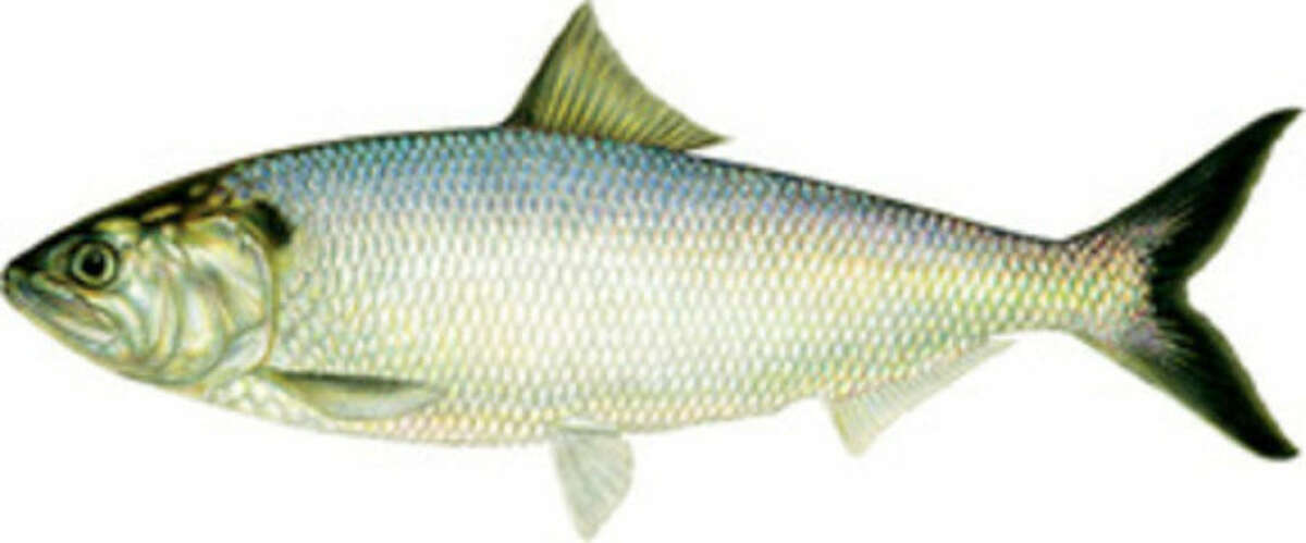What's the State of Our State Fish?