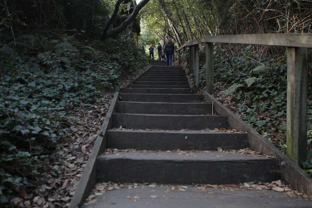 Sunday Drive Dipsea Trail