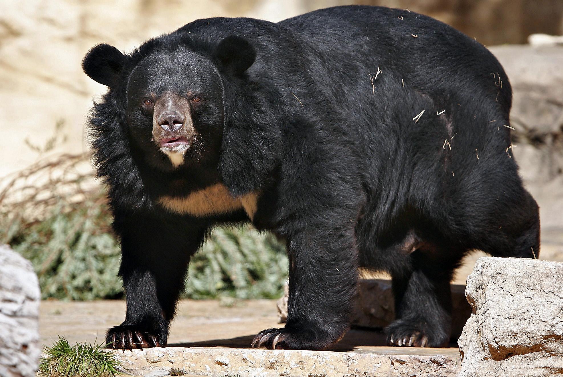 black bear pet