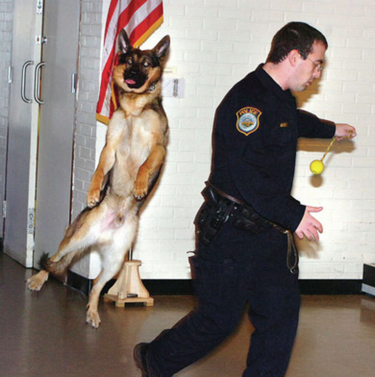 Hour Photo Alex von Kleydorff; Enzo jumps for his reward of a play ball after he sniffed out some 'contraband' during a demonstration of his skills with partner Wilton Police Officer Steven Rangel at Wednesdays Kiwanis meeting at WEPCO.