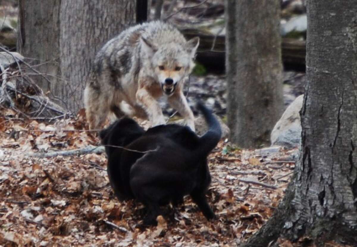 A coyote has a snarling encounter with a dog recently in a Buckingham Ridge Road yard. Contributed photo.