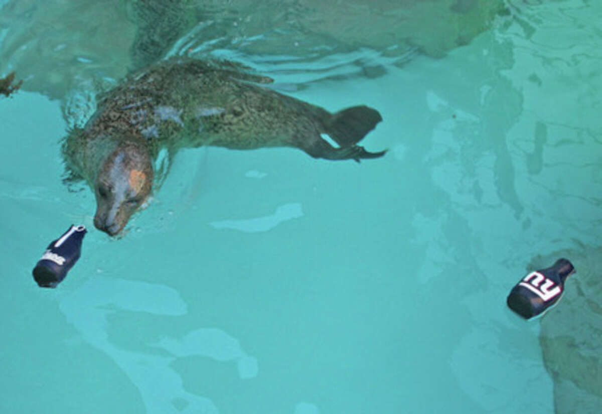 Contributed Photo Rasal, the harbor seal at The Maritime Aquarium at Norwalk, has made her Super Bowl XLVI pick.