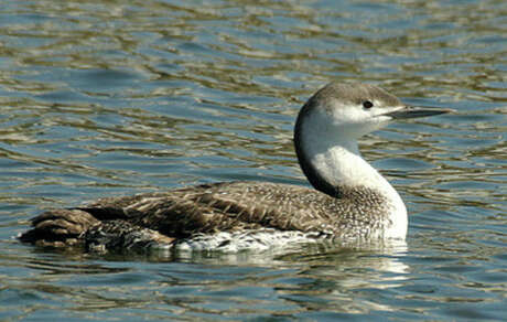 Red-throated loons were spotted in the vicinity of Hoyt Island and Village Creek. Up to 165 bird species frequent the area.