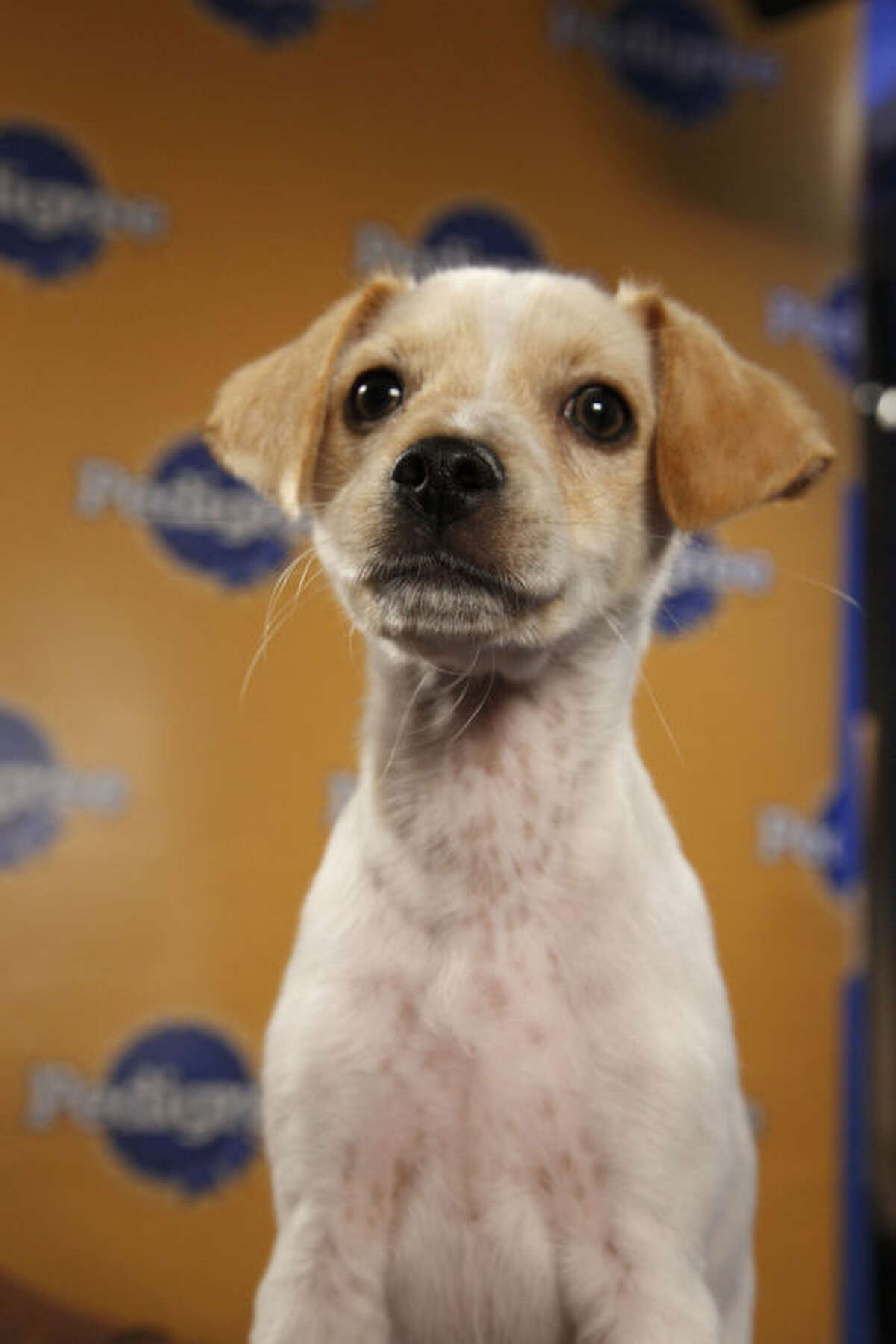 Six Connecticut rescue dogs playing in Puppy Bowl; halftime show