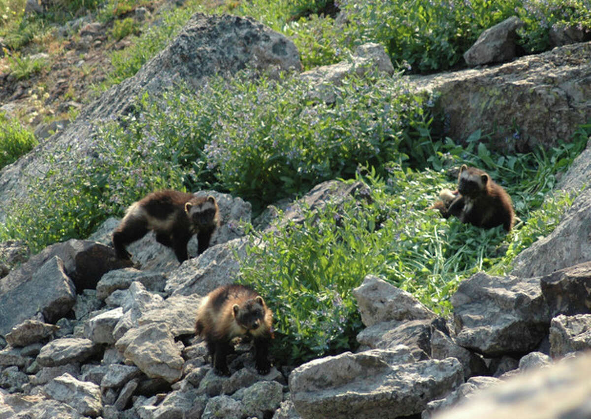 This July 2007 image provided by the Wildlife Conservation Society shows a female wolverine and her cubs taken in the Gravelly Range of southwest Montana. Wolverines need deep mountain snows to survive, but the government said Friday, Feb. 1, 2013, that anticipated warming temperatures in coming decades will shrink their habitat, putting the species in danger of extinction. (AP Photo/Wildlife conservation society, Mark Packila)