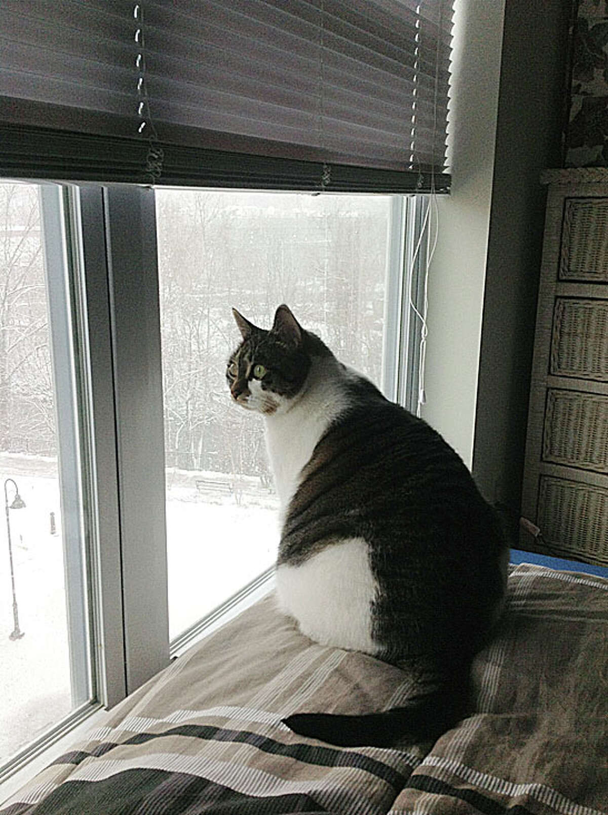 Bella tries to catch snowflakes by the window Friday morning. By Jan Matregrano