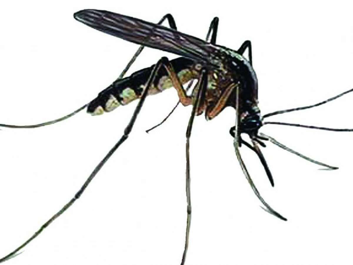 Mosquitos test positive for West Nile virus