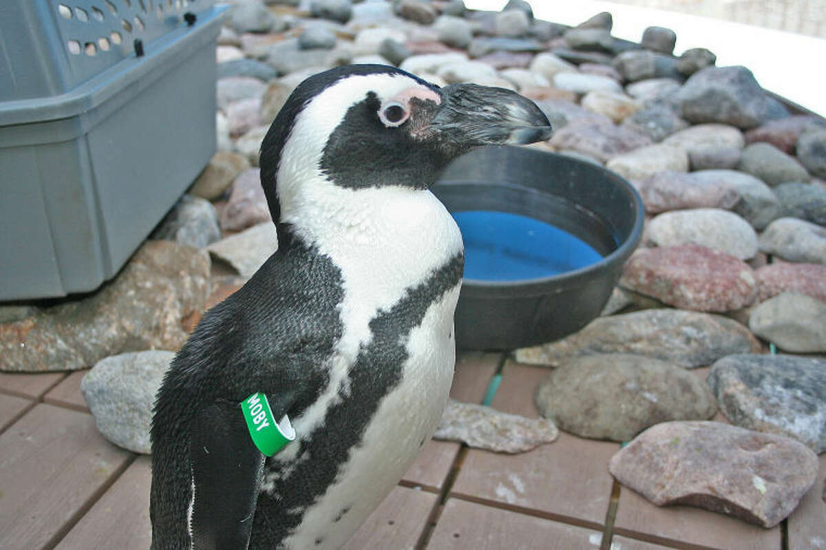 African penguin at Maritime Aquarium at Norwalk.