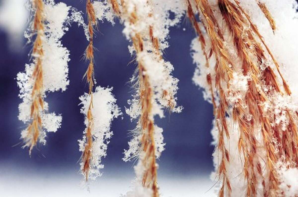 File photo/Alex von Kleydorff. Snowflakes cling to the leaves of some ornamental grass at Merwins Meadows park in Wilton.