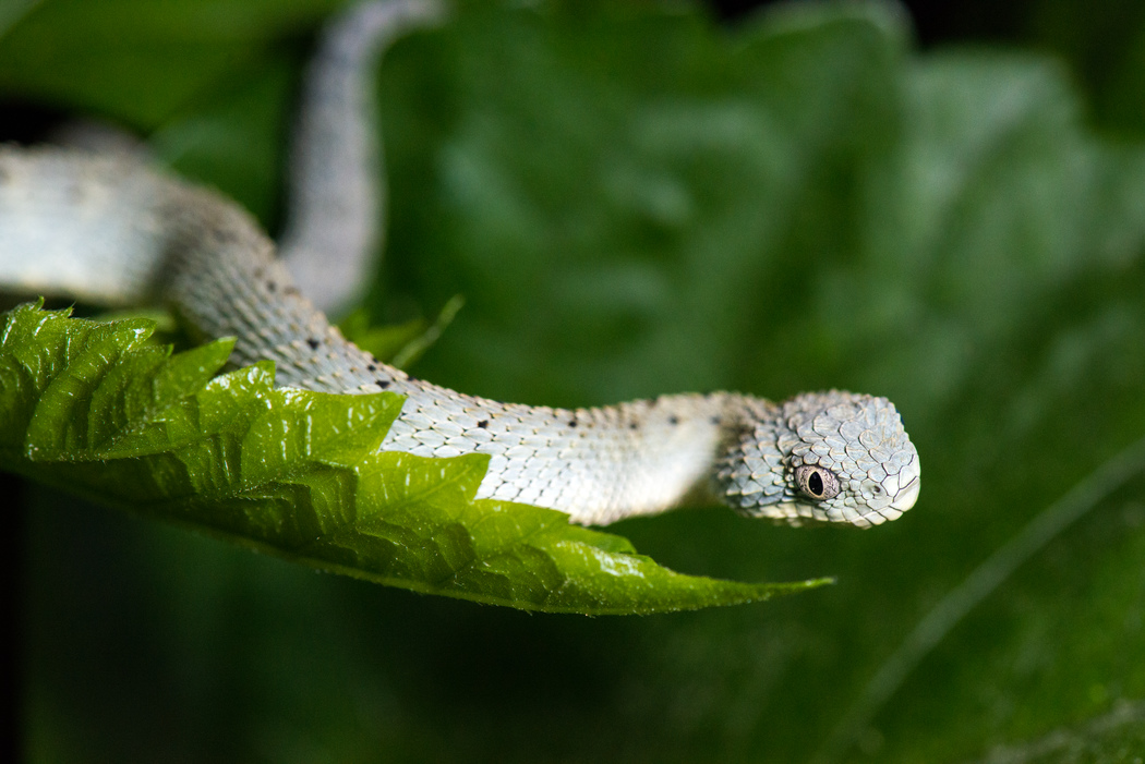 African Bush Viper Trio, Atheris squamiger available as Framed