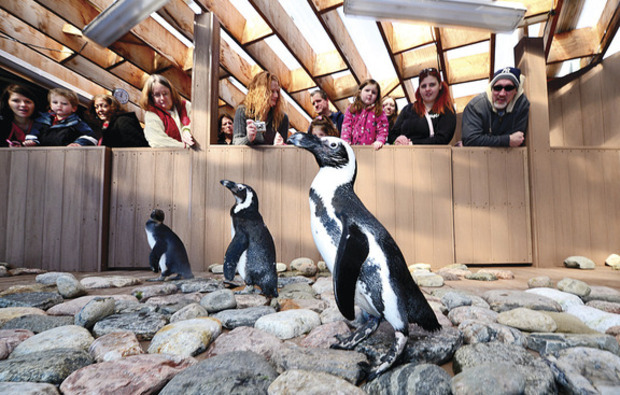 African penguins visit The Aquarium