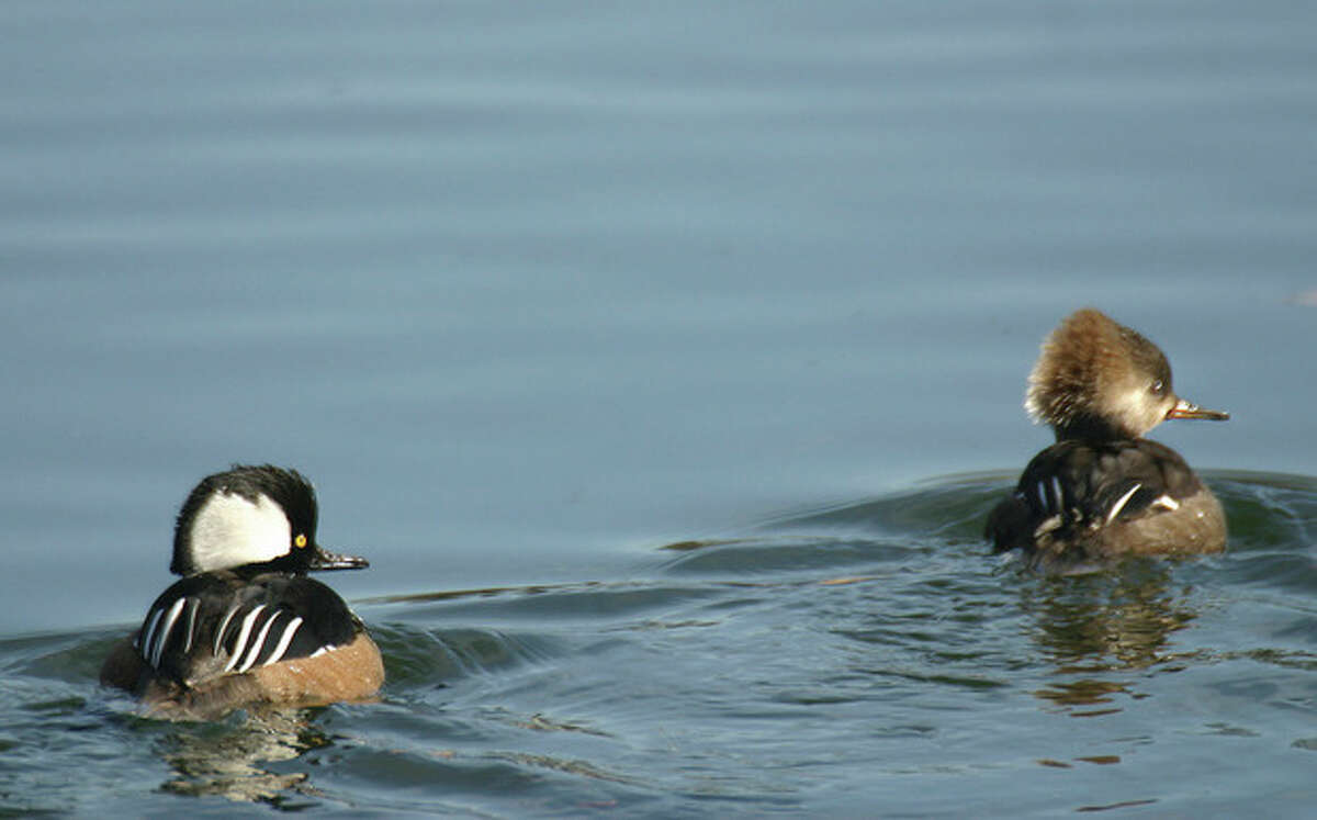 Photo by Chris Bosak Hooded mergansers are a duck commonly seen in Fairfield County during fall, winter and spring.
