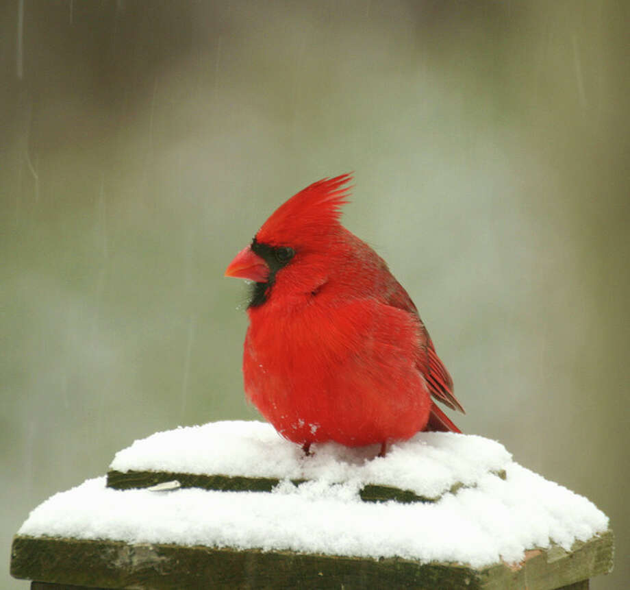 Red, white and blue in New England's bird world - The Hour