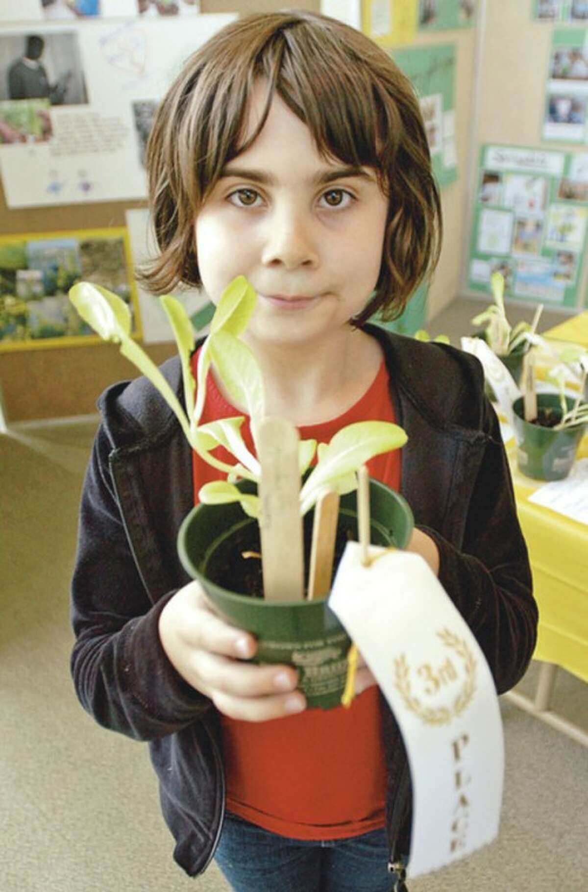 900 Stamford students from 54 different classes, including from Springdale Elementary 2nd grader Alexandra Scully who won a third prize, submitted their homegrown lettuce to be judged by a panel for the 2nd annual "Lettuce Challenge Contest" award event at the Government Center Thursday which was sponsored by the Stamford Garden Club. Hour photo / Erik Trautmann
